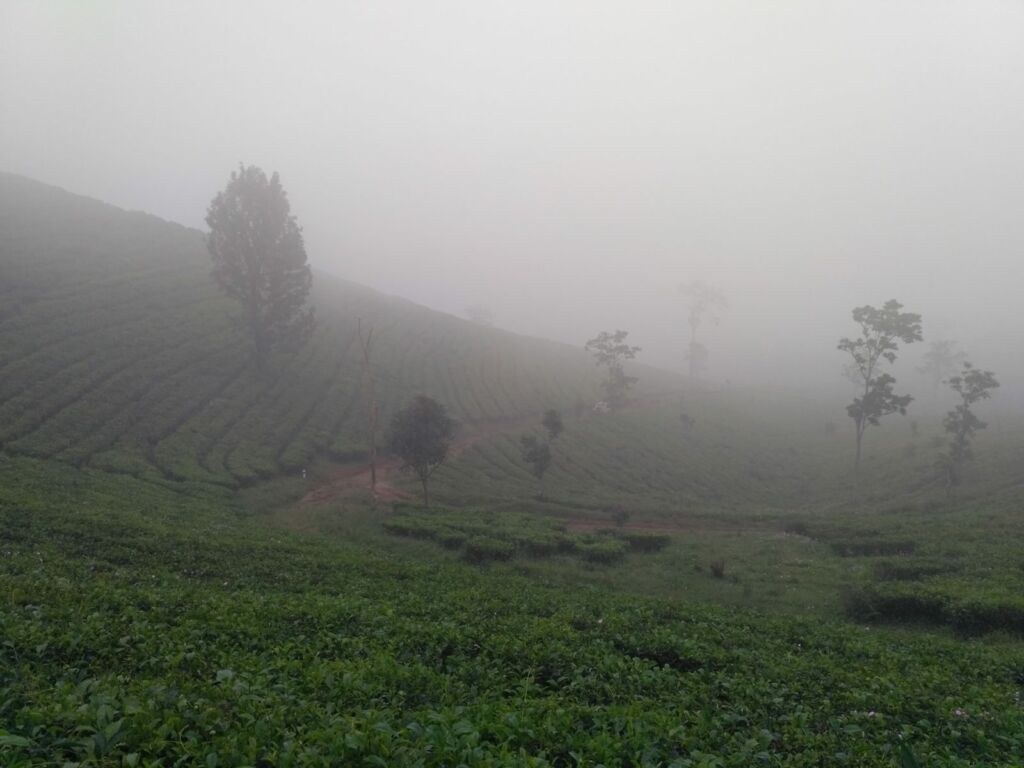 panorama kebun teh