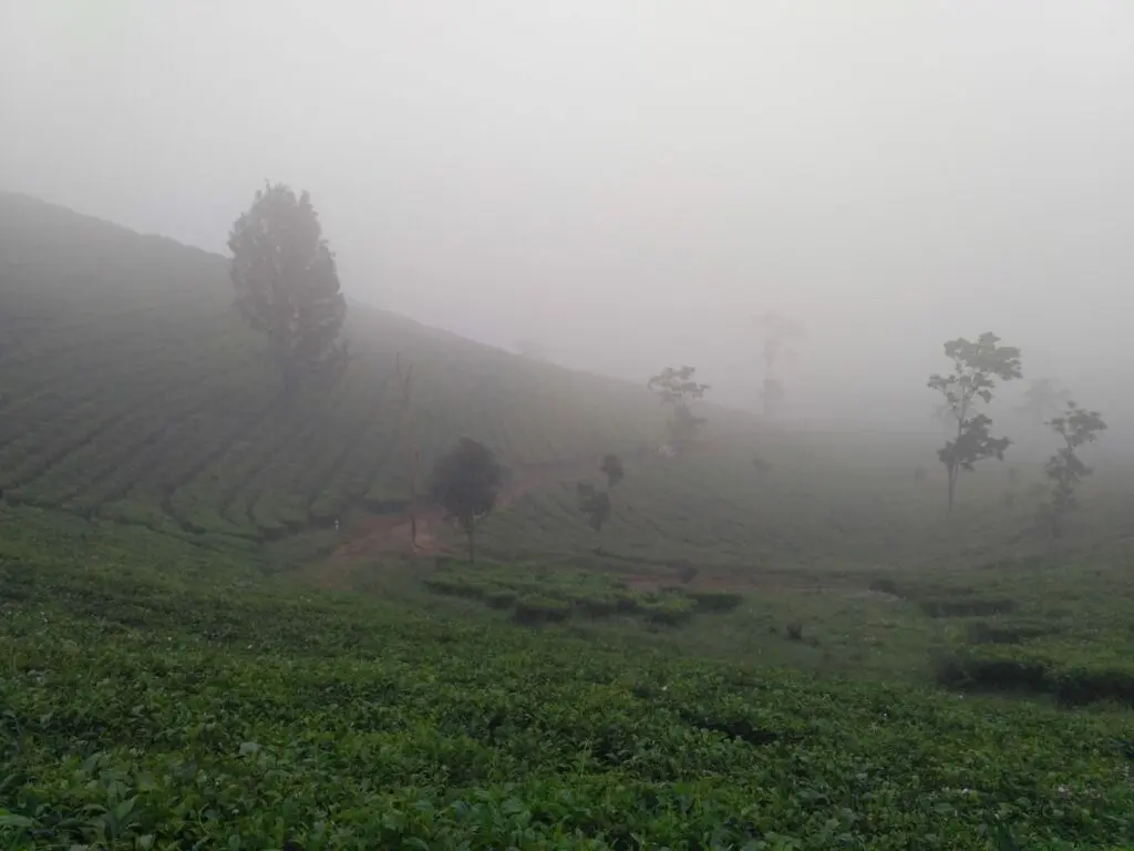 panorama kebun teh
