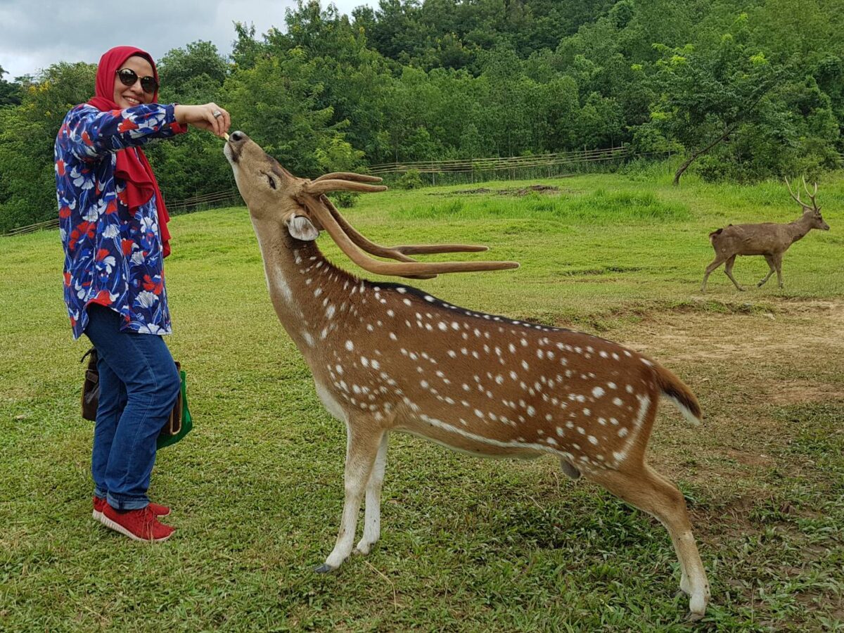pengunjung berinteraksi dengan rusa di penangkaran rusa cariu
