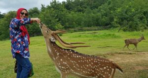 pengunjung berinteraksi dengan rusa di penangkaran rusa cariu