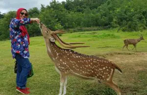 pengunjung berinteraksi dengan rusa di penangkaran rusa cariu