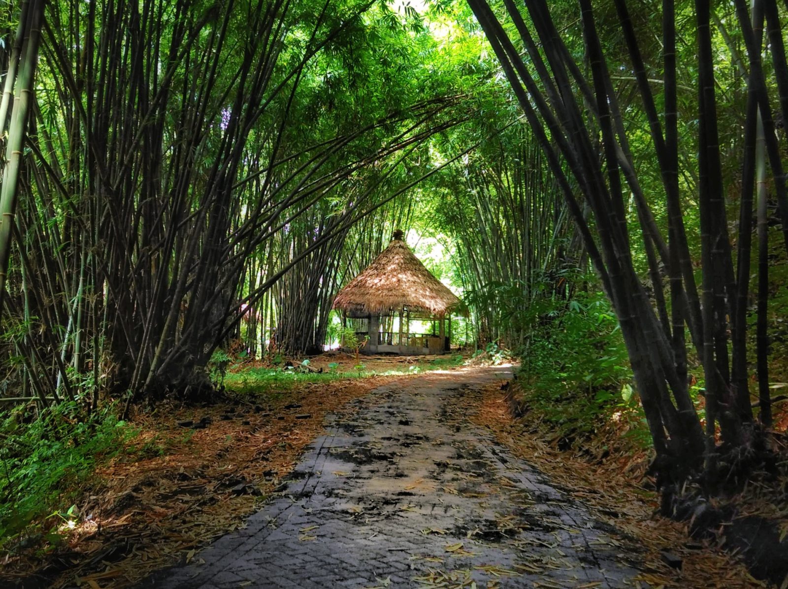 Rimbunnya Pohon Bambu di Boon Pring