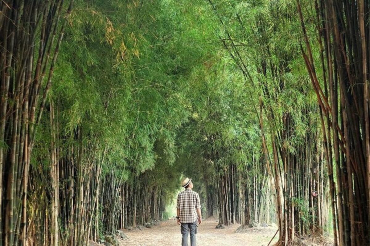 Hutan Bambu Keputih Surabaya