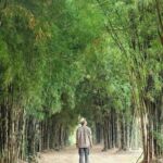 Hutan Bambu Keputih Surabaya