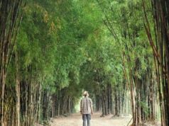 Hutan Bambu Keputih Surabaya