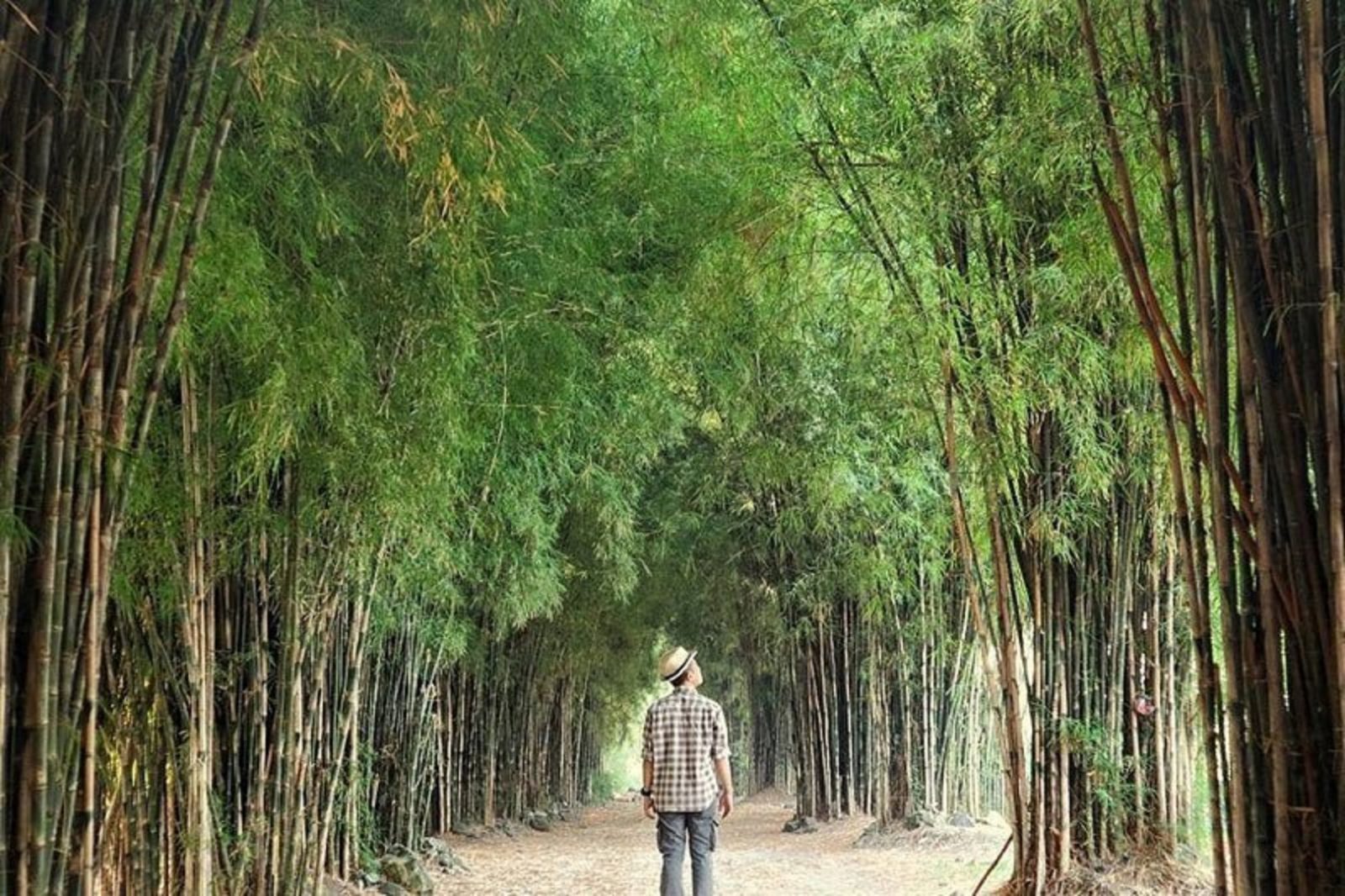 Hutan Bambu Surabaya Kesejukan Di Tengah Kota - Agustus 2022