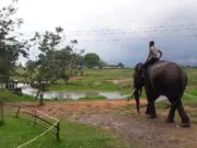 Pawang bersama Gajah