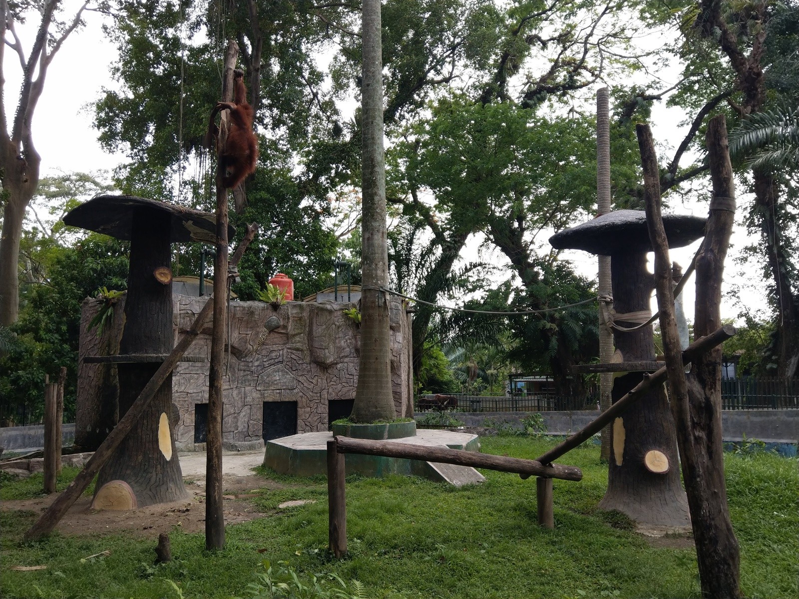 Orangutan sedang bermain di Taman Hewan Pematang Siantar