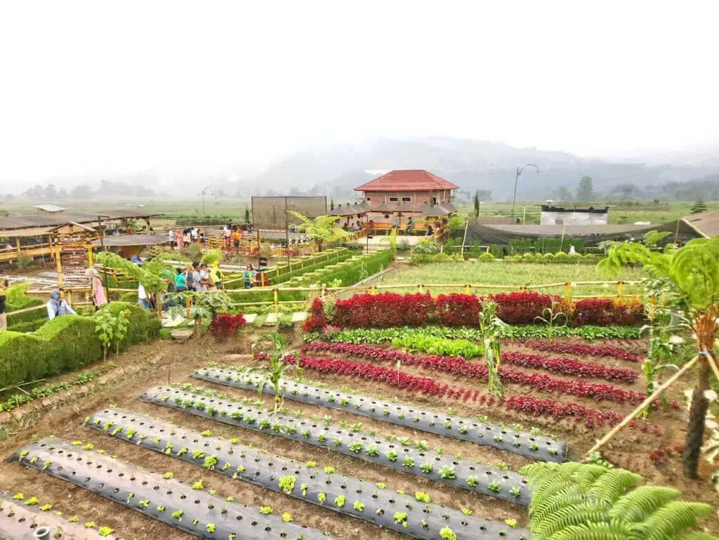 Kebun sayur organik