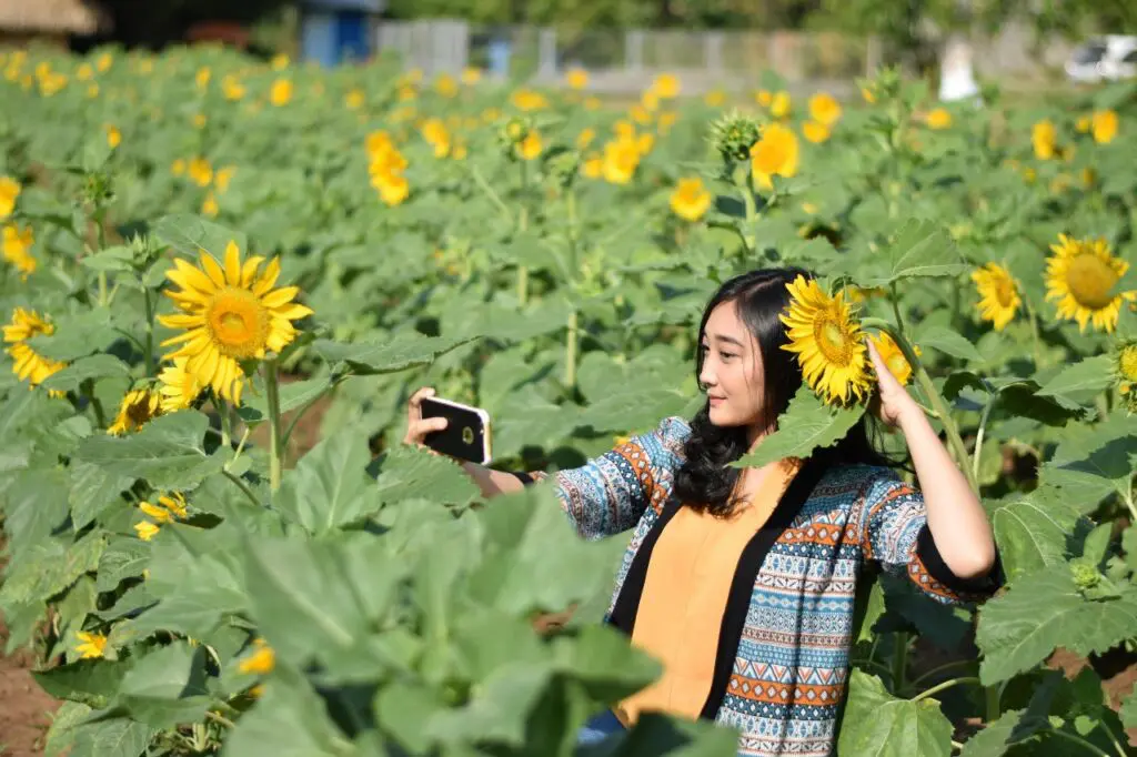 Berfoto diantara Bunga Matahari yang bermekaran di Kebun Bunga Matahari
