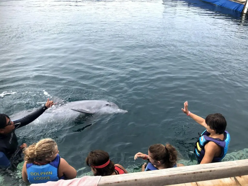 Berinteraksi Langsung dengan Lumba-lumba di dolphin lodge