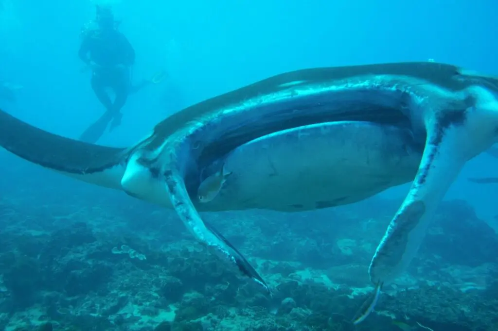 Besarnya Ikan Pari Manta di Manta Point
