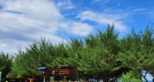Deretan Pohon Cemara di Pantai Cemara. Foto: Google Maps / Afifa Istamarra