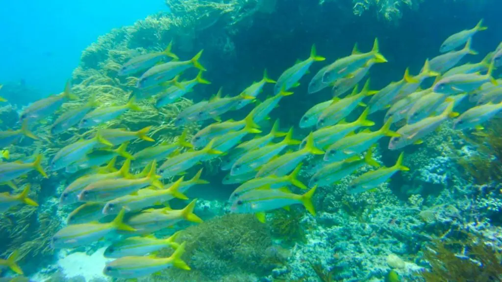 terumbu karang dan ikan-ikan di blue lagoon karangasem bali