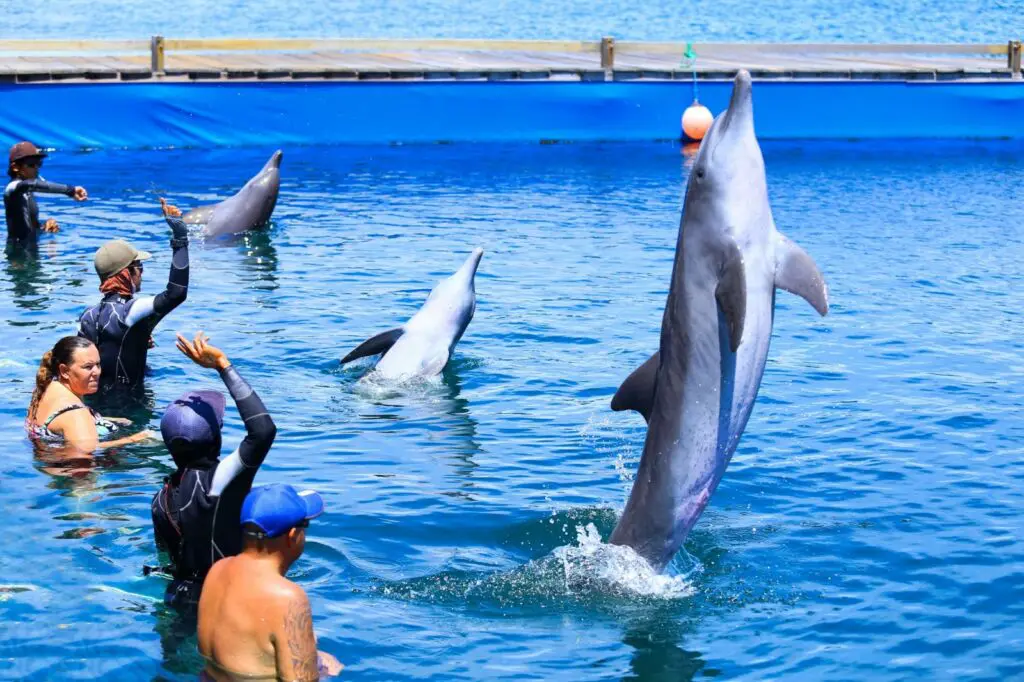 Dolphin Lodge Bali