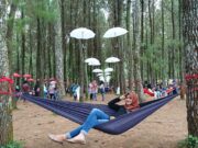 Bersantai dengan Hammock di Tengah Wisata Pinus Songgon. Foto: Google Maps / Wawan Tao