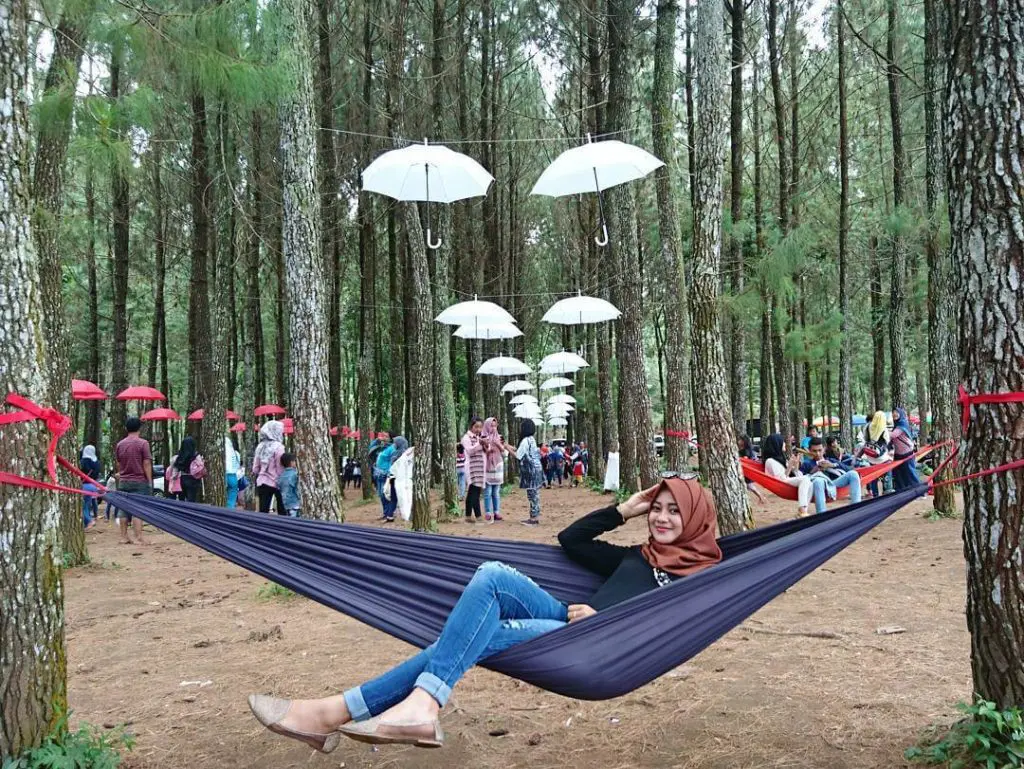bersantai di hammock yang digantung diantara pohon pinus 
