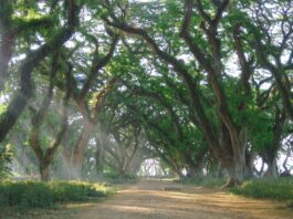 Indahnya suasana Hutan De Djawatan Banyuwangi. Foto : Google Maps / rijaalfa