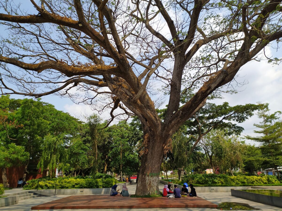 bangku-bangku taman di bawah pohon rindang