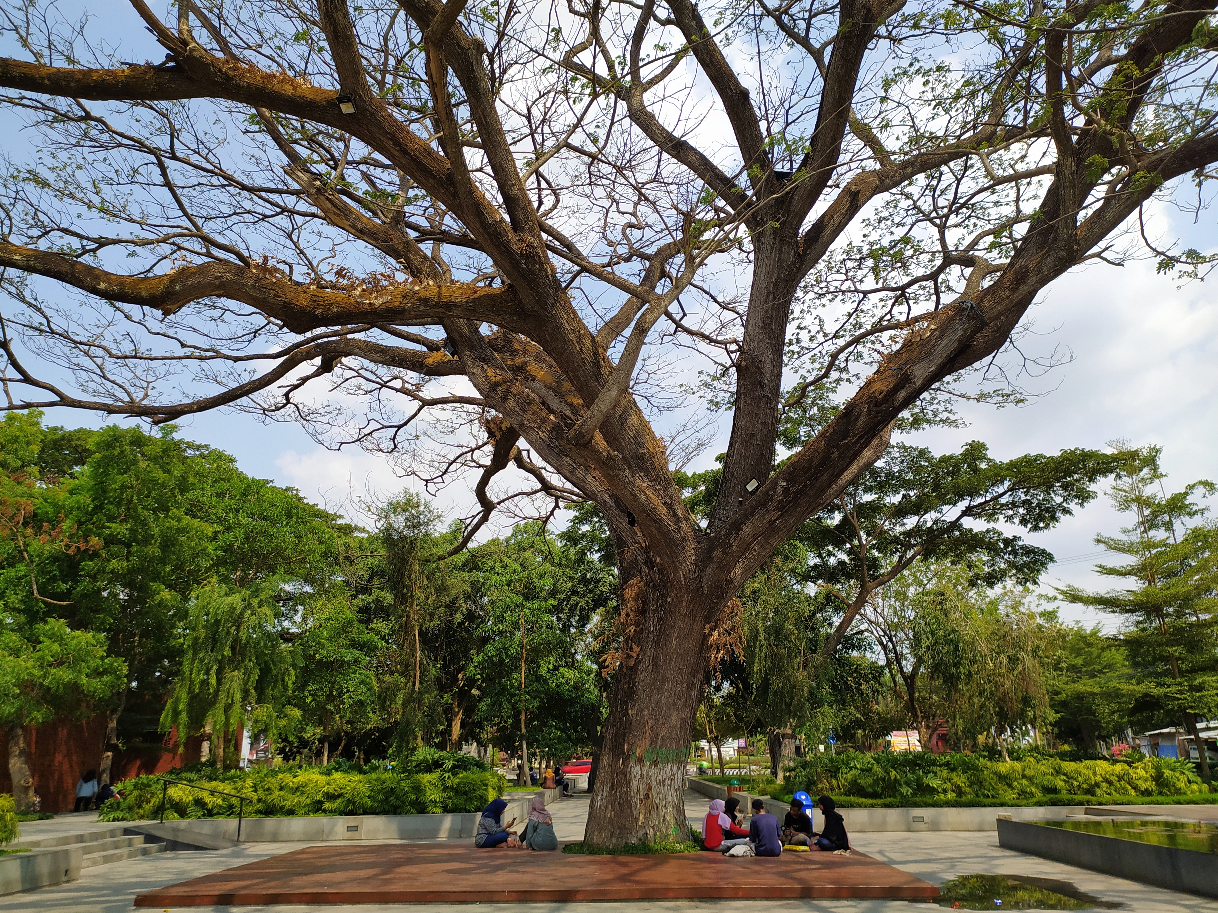 bangku-bangku taman yang tersedia di bawah pohon