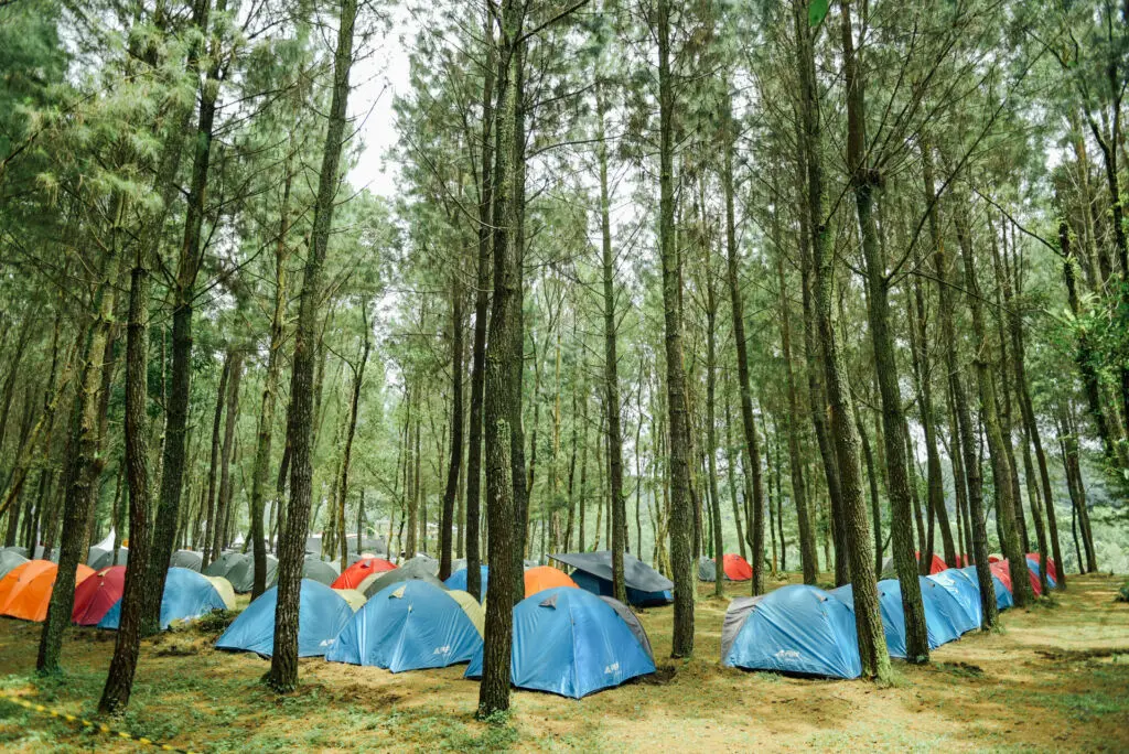 wisatawan sedang berkemah di tenda-tenda di antara pohon pinus