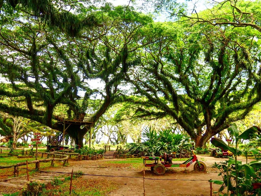 Spot foto menarik diantara pepohonan raksasa. Foto : Instagram / nature_of_harmony