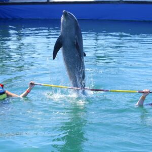 wisatawan sedang bermain bersama lumba-lumba di kolam