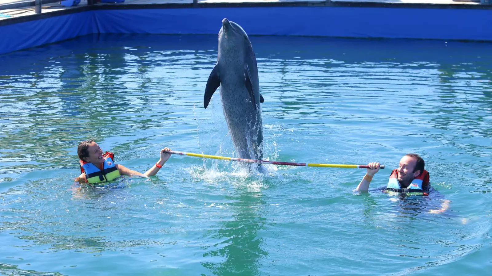 wisatawan sedang bermain bersama lumba-lumba di kolam
