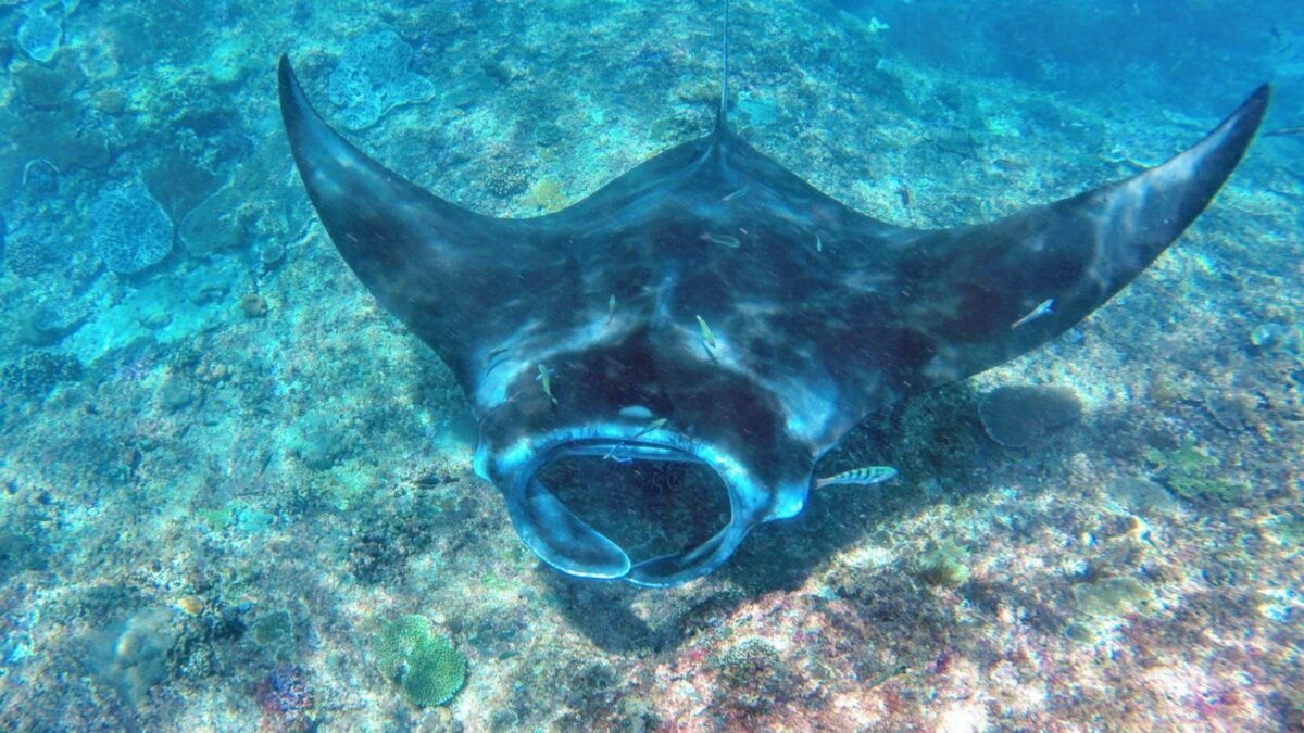 ikan pari di manta point nusa penida