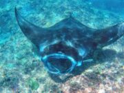 ikan pari di manta point nusa penida