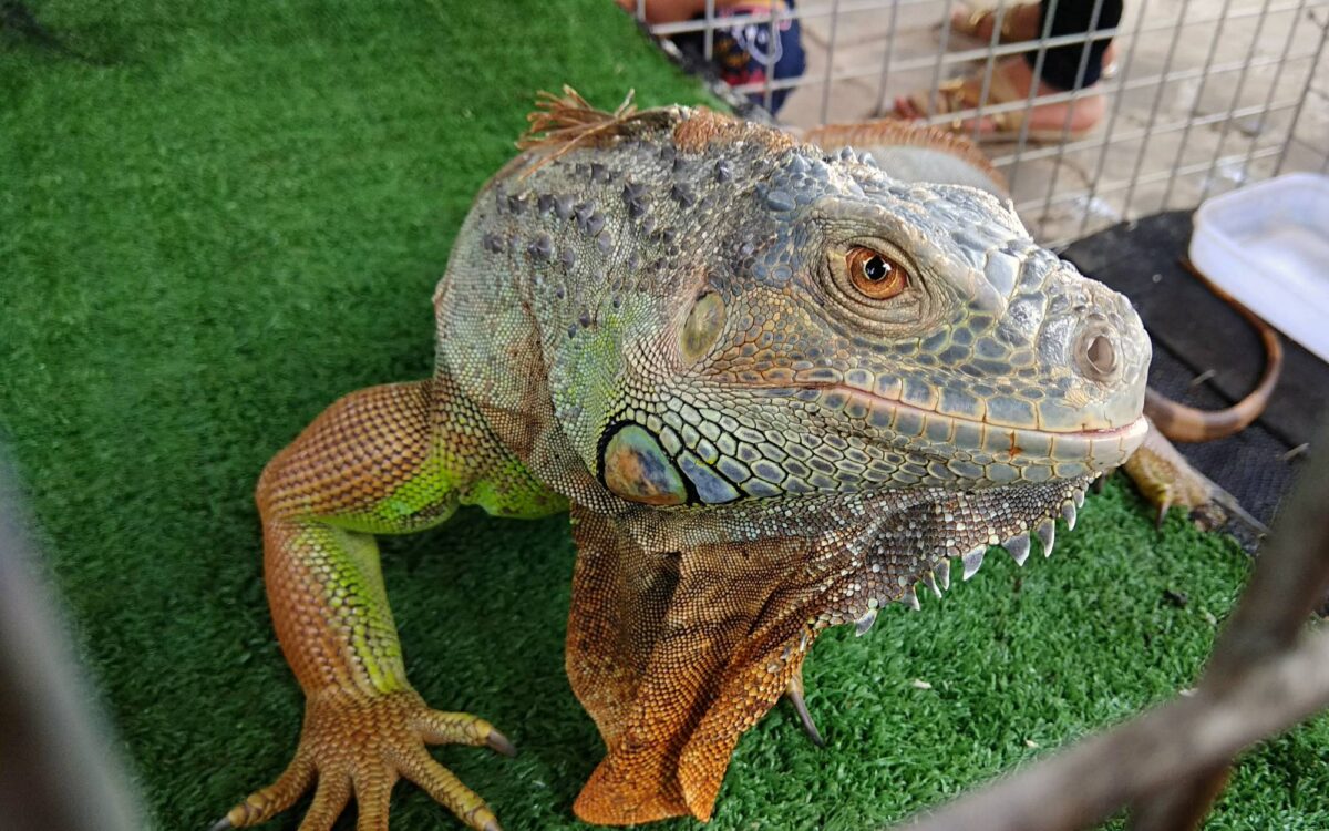 Iguana di Jogja Exotarium