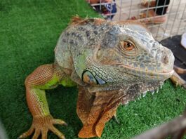 Iguana di Jogja Exotarium