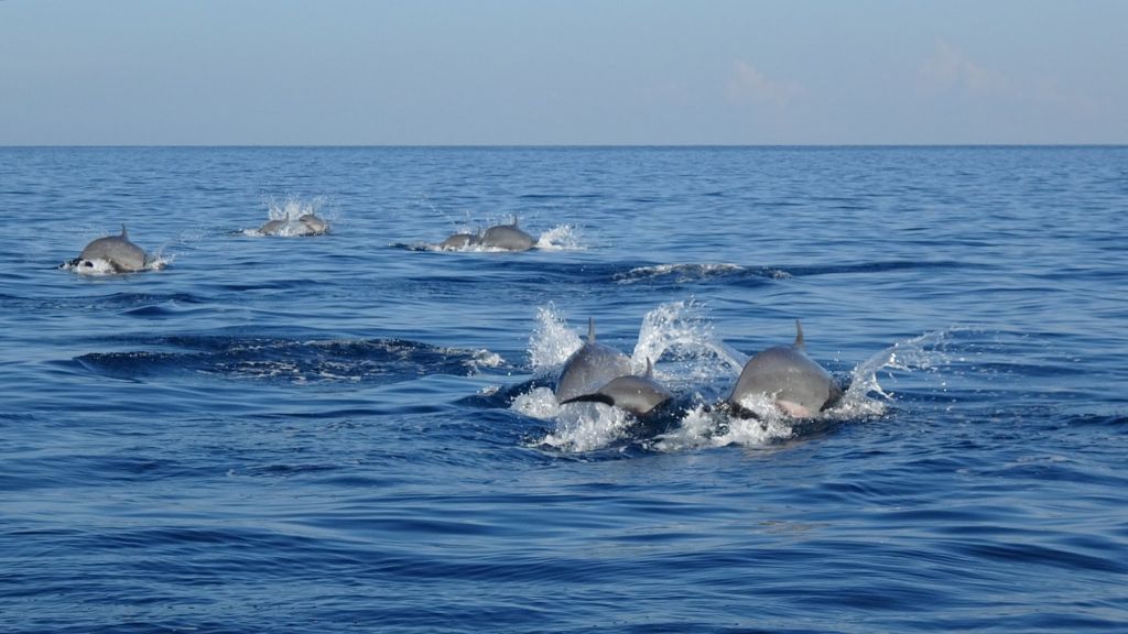 Lumba - lumba Berenang Bebas di Pantai Lovina