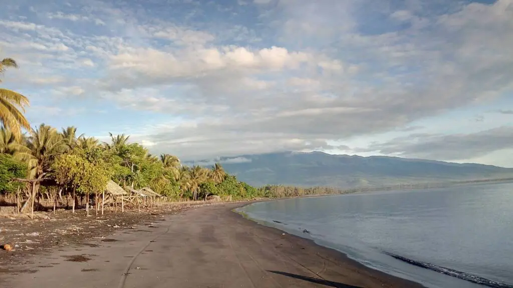 area pantai yang ditumbuhi pepohonan kelapa