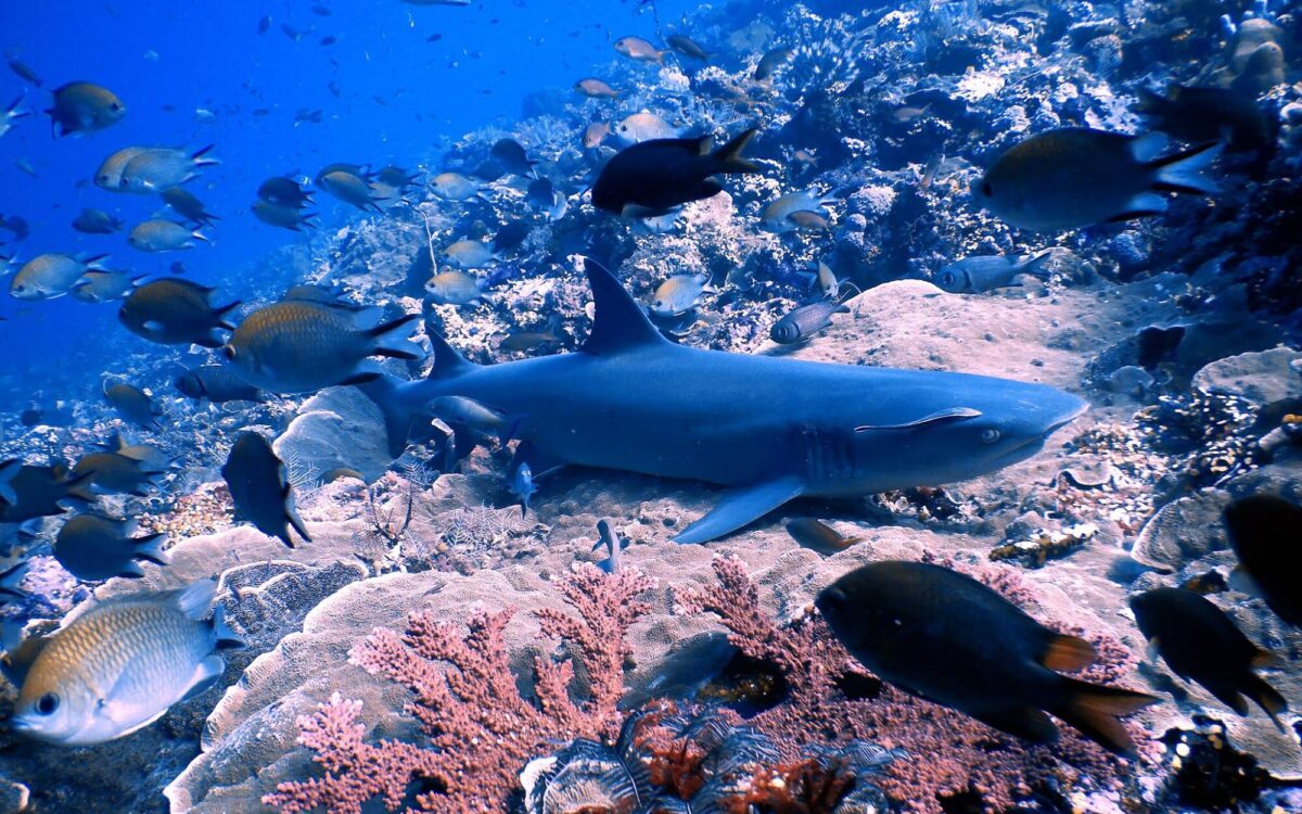 Ikan Hiu Diantara Ikan dan Terumbu Karang