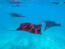 ikan pari manta di manta point pulau komodo