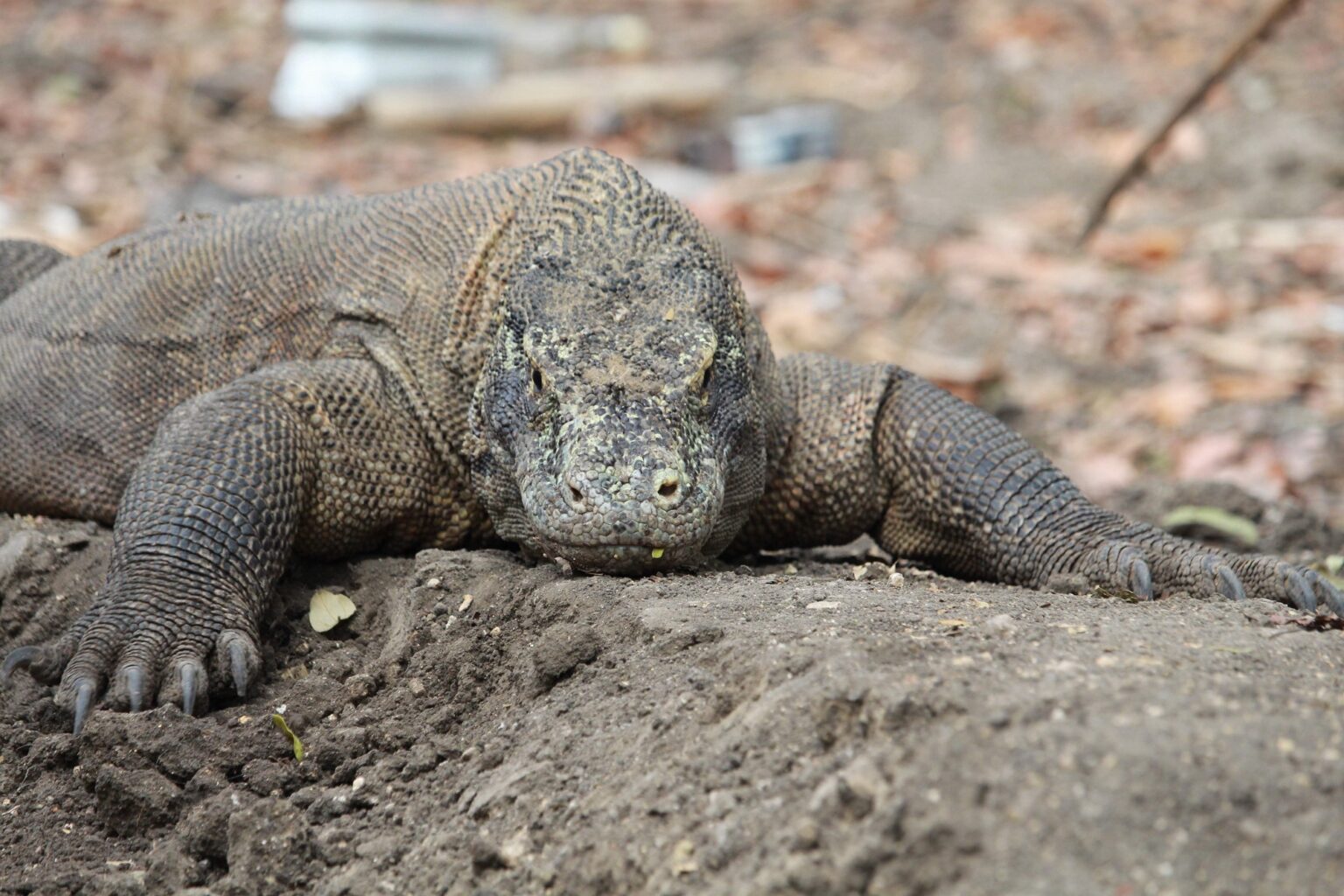 TAMAN NASIONAL KOMODO Tiket & Daya Tarik Juni 2024