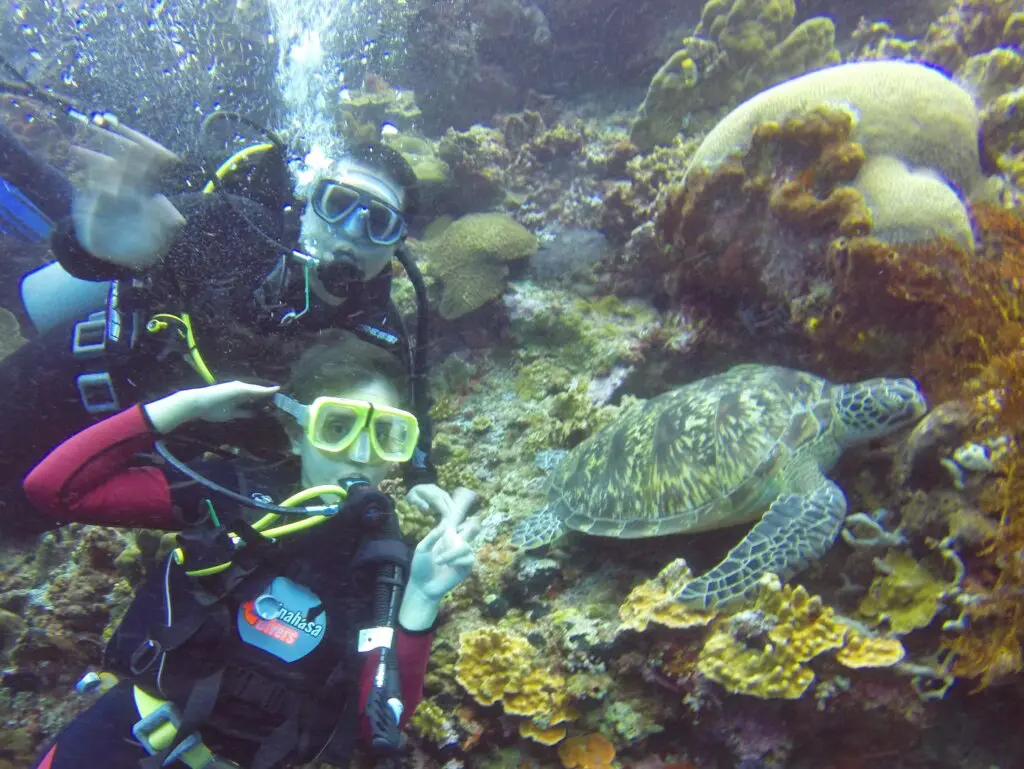menyelami keindahan terumbu karang di taman nasional bunaken