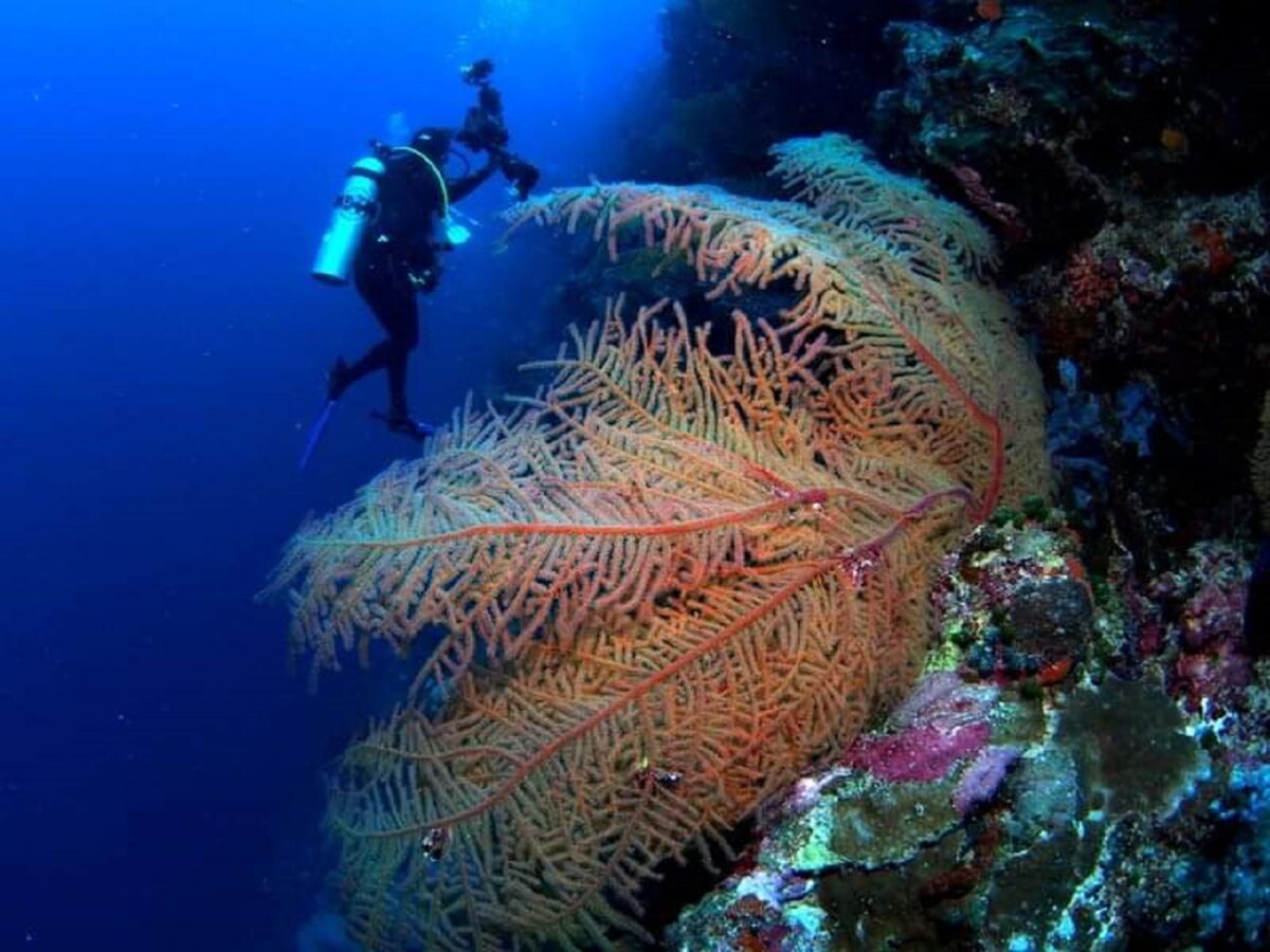 kawasan Taman Nasional Wakatobi, Kabupaten Wakatobi, Sulawesi Tenggara - Scuba-DoBeDo Dive