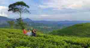 pemandangan perbukitan kebun teh kemuning
