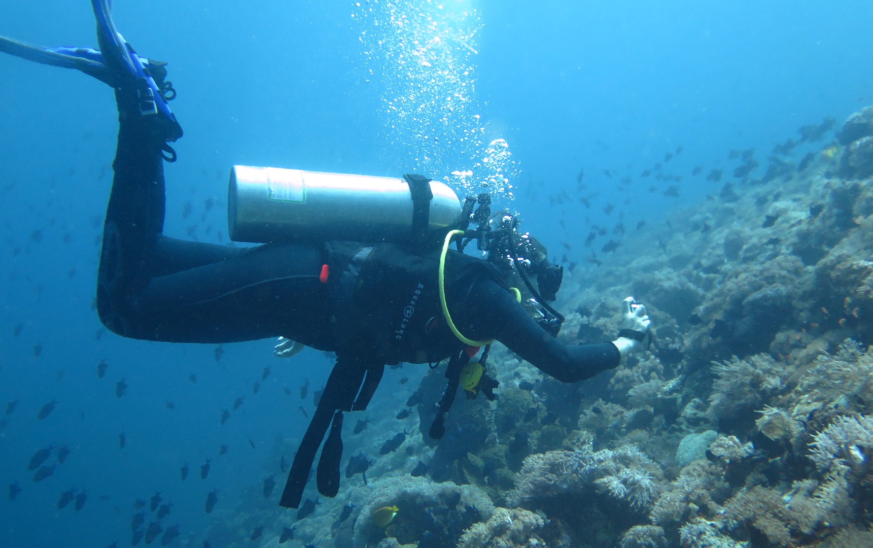 menyelam di perairan sekitar pulau