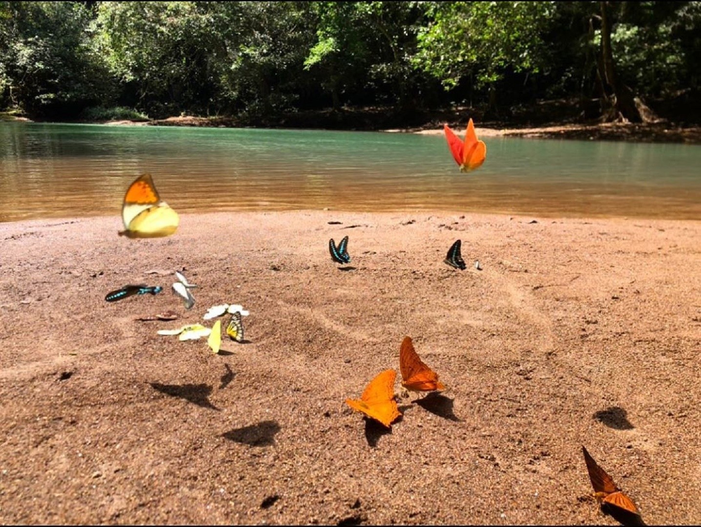 kupu-kupu berbagai spesies di Taman Nasional Bantimurung