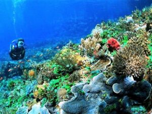 Menyelam di Pulau Selayar Kepulauan Selayar Sulawesi Selatan - ryan araginggang