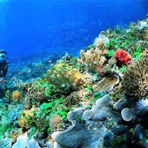 Menyelam di Pulau Selayar Kepulauan Selayar Sulawesi Selatan - ryan araginggang