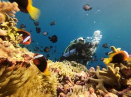 Menyelam di perairan Pantai Cemara Wakatobi Sulawesi Tenggara - AWALUDDIN AK