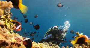 Menyelam di perairan Pantai Cemara Wakatobi Sulawesi Tenggara - AWALUDDIN AK
