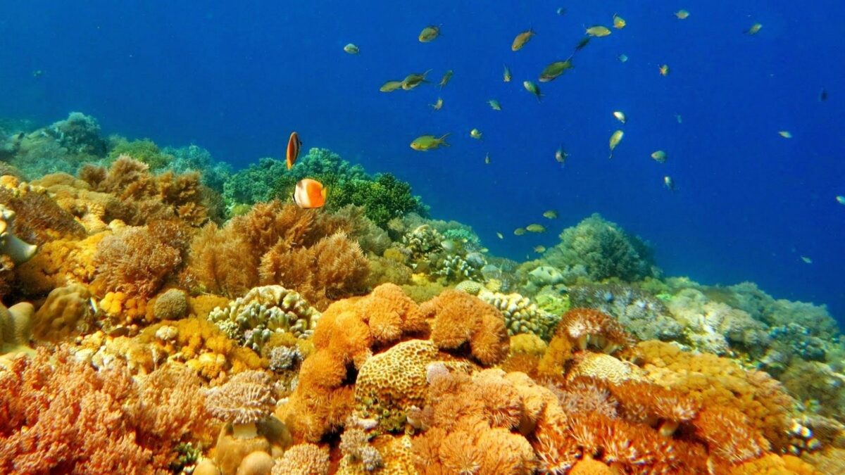 keindahan terumbu karang di taman laut pulau kambing