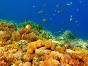 keindahan terumbu karang di taman laut pulau kambing