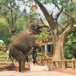 atraksi satwa gajah di taman safari cisarua