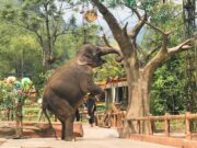 atraksi satwa gajah di taman safari cisarua